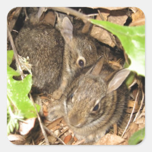 Adesivo Quadrado Coelhos selvagens do bebê