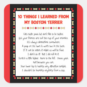 Adesivo Quadrado Coisas Engraçadas Que Aprendi Com O Meu Terrier De