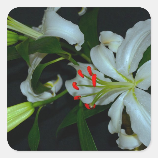 Adesivo Quadrado Coleção de Design e Flores irlandesas (Frente)