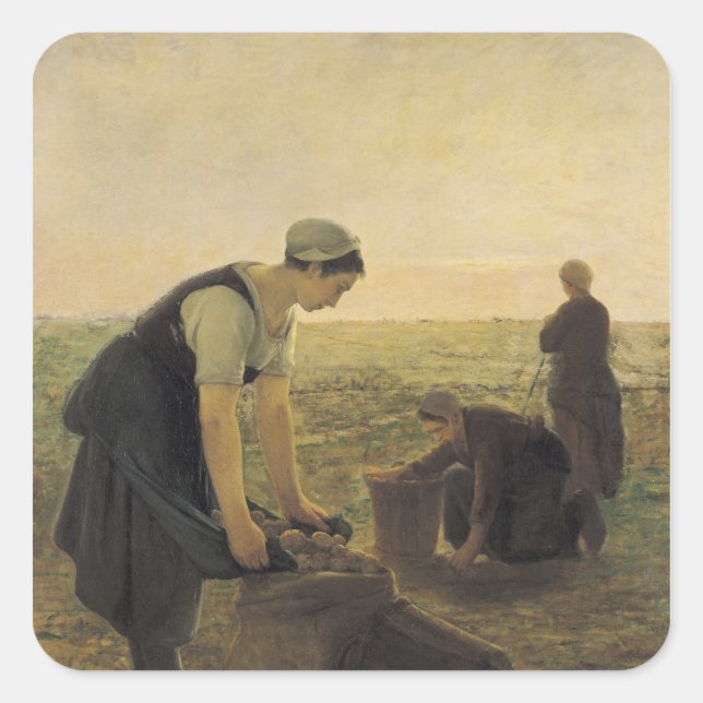 Adesivo Quadrado Colheita de Batata (Frente)