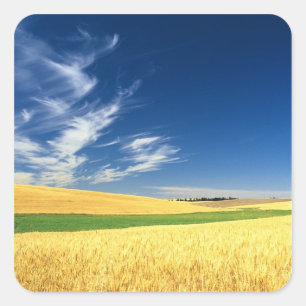 Adesivo Quadrado Colheita de trigo no Palouse no leste