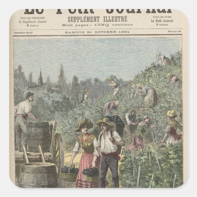 Adesivo Quadrado Colheita De Vinhos (Frente)