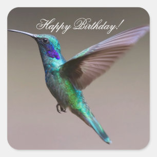 Adesivo Quadrado Colibri do feliz aniversario