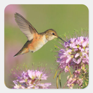 Adesivo Quadrado Colibri e Wildflowers
