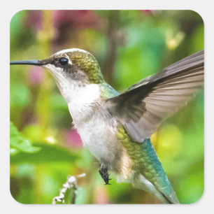 Adesivo Quadrado Colibri em vôo