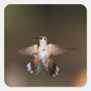 Adesivo Quadrado Colibri Largo-Atado que mostra fora