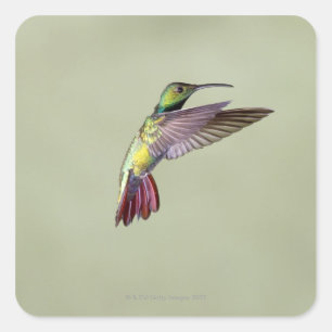 Adesivo Quadrado Colibri Verde-breasted Anthracocorax 2 da manga