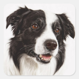 Adesivo Quadrado Collie Puppy Dog Stickers
