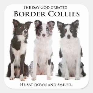 Adesivo Quadrado Collie Stickers