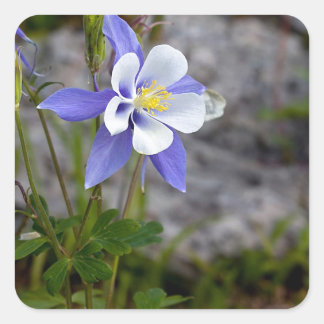 Adesivo Quadrado Colorado Columbine