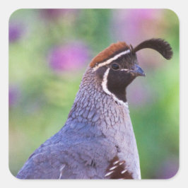 Adesivo Quadrado Colorida Quail