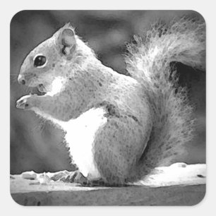 Adesivo Quadrado Comendo o esquilo