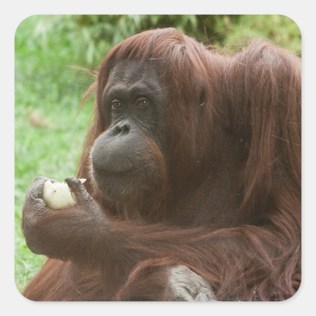 Adesivo Quadrado Comendo Orangutan (Frente)