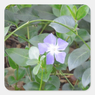 Adesivo Quadrado Common Periwinkle, Vinca Minor, na estrada