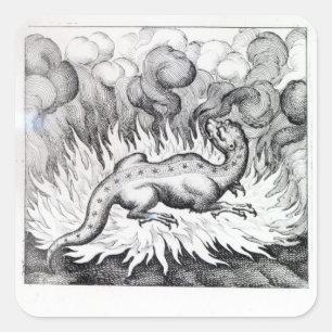 Adesivo Quadrado Como as vidas da salamandra no fogo