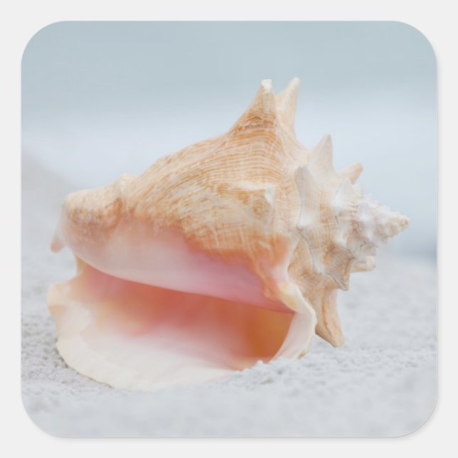 Adesivo Quadrado Conch Shell (Frente)