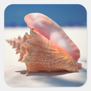 Adesivo Quadrado Conch Shell na praia 2