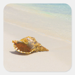 Adesivo Quadrado Conch Shell na praia 3