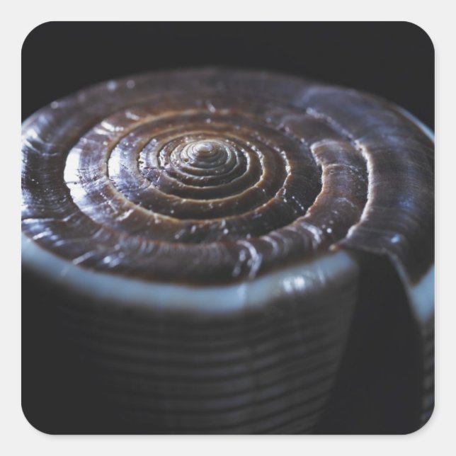 Adesivo Quadrado Concha de Cone (Frente)