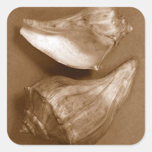 Adesivo Quadrado Conchas Sensuais