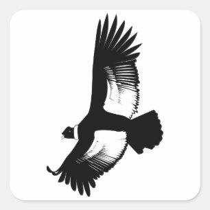 Adesivo Quadrado Condor andino de voo