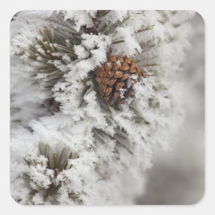Adesivo Quadrado Cone do pinho de Lodgepole no inverno em