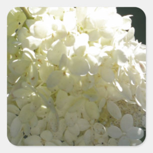Adesivo Quadrado Conjunto de flor branco do Hydrangea