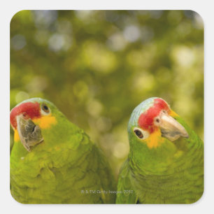 Adesivo Quadrado Copan, Honduras