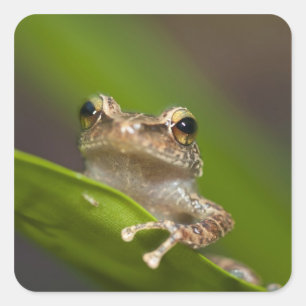 Adesivo Quadrado Coqui comum, coqui do Eleutherodactylus, EL