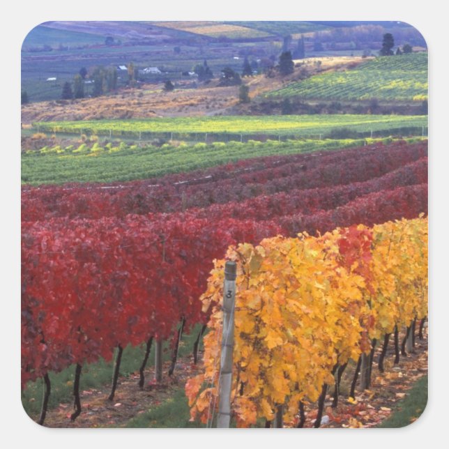 Adesivo Quadrado Cor de queda intensa vermelha e amarela em Gehring (Frente)