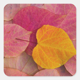 Adesivo Quadrado Cor de queda no 'Forest Pansy Redbud' caída