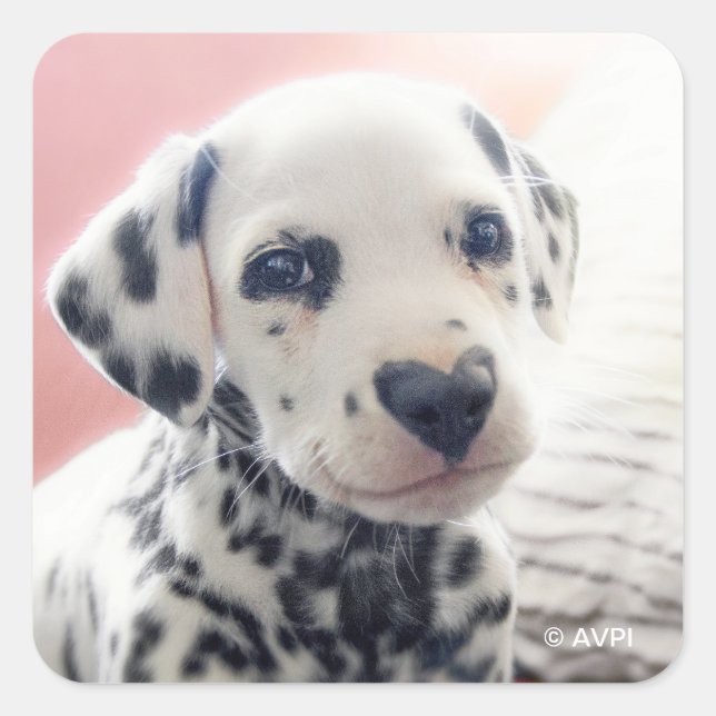 Adesivo Quadrado Coração de Dalmata Nariz (Frente)