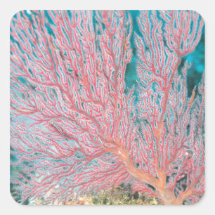 Adesivo Quadrado Coral de Gorgonian 3
