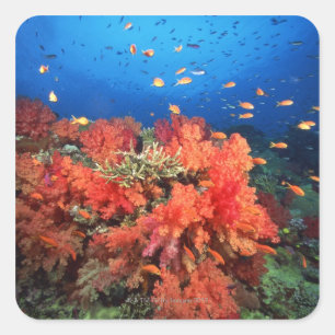 Adesivo Quadrado Coral e peixes