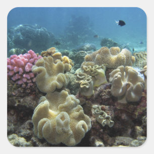 Adesivo Quadrado Coral, Recife Agincourt, Grande Barreira de Coral,
