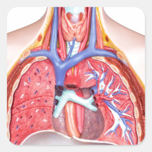 Adesivo Quadrado Corpo humano interno modelo no fundo branco