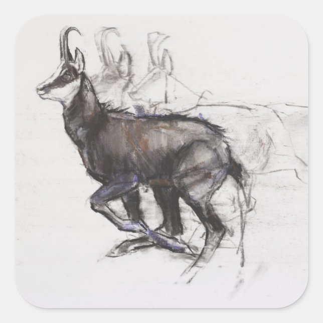 Adesivo Quadrado Correndo Chamois (Frente)