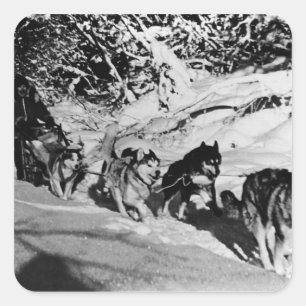 Adesivo Quadrado Corrida de trenó de Malamute esquimó vintage do Al