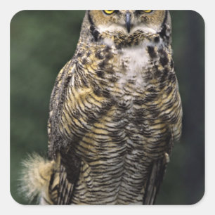 Adesivo Quadrado Coruja-americana (Bubo virginianus), corpo inteiro