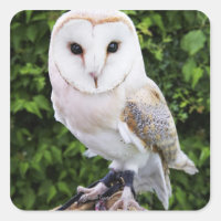 Coruja-do-mar (Tyto Alba) sobre luva