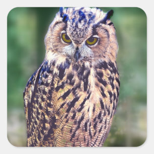 Adesivo Quadrado Coruja impressionante