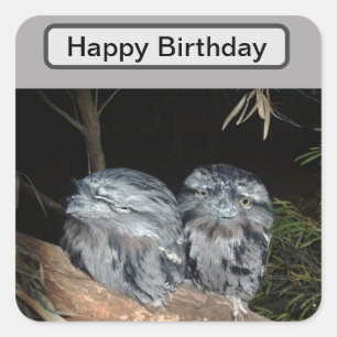 Adesivo Quadrado Corujas de Frogmouth, Aniversário