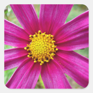 Adesivo Quadrado Cosmos Roxo Flor Silvestre