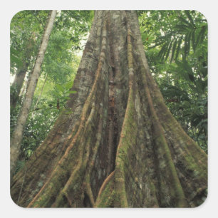 Adesivo Quadrado Costa Rica, Parque Nacional Corcovado, Suportada