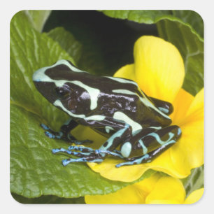 Adesivo Quadrado Costa Rica, Península de Osa