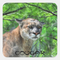 Cougar Mountain Lion & Summer Pines
