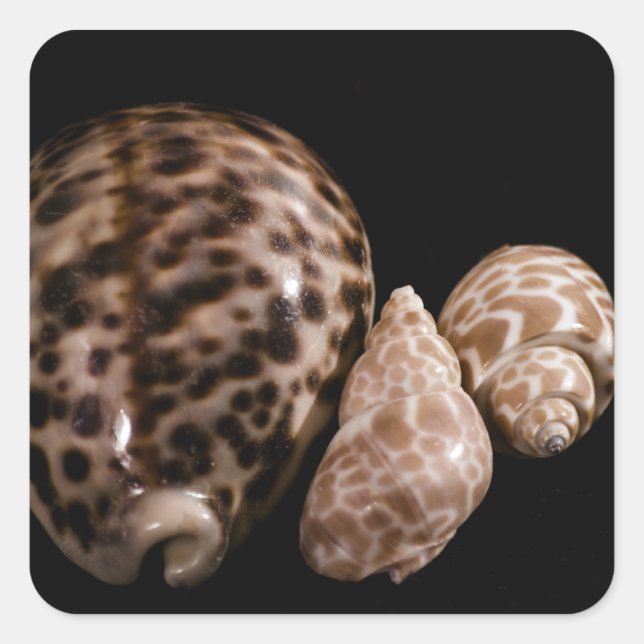 Adesivo Quadrado Cowrie Cones Sticker (Frente)