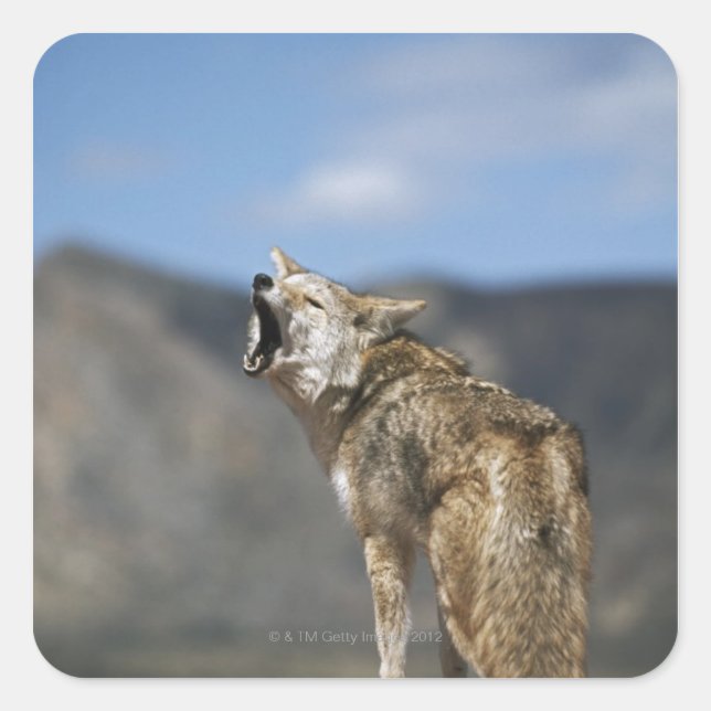 Adesivo Quadrado Coyote Howling De Alto Ponto (Frente)