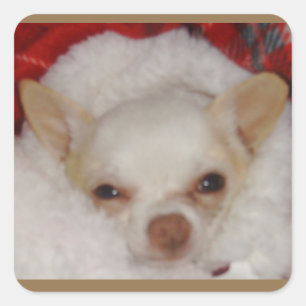 Adesivo Quadrado Cozy Chihuahua Stickers