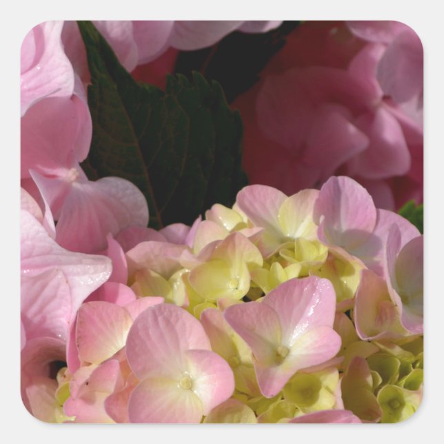 Adesivo Quadrado Creme cor-de-rosa Hydrangeas amarelas cor-de-rosa  (Frente)